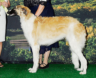 2014 Futurity Dog, 9 months and under 12 - 3rd