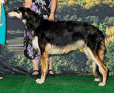 2014 Puppy Sweepstakes Bitch, 12 months and under 15 - 3rd