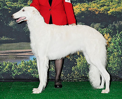 2014 Futurity Dog, 12 months and under 15 - 3rd
