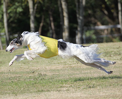 2015 AKC Lure Coursing Special 5th
