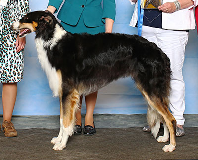 2015 Futurity Dog, 18 months and under 21 - 3rd