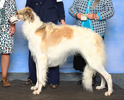 2015 Dog, 12 months and under 18 - 3rd