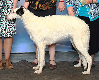 2015 Futurity Dog, 6 months and under 9 - 3rd