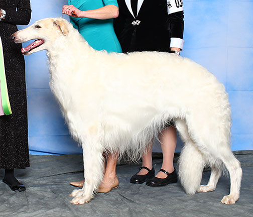 2015 Futurity Dog, 21 months and under 24 - 1st