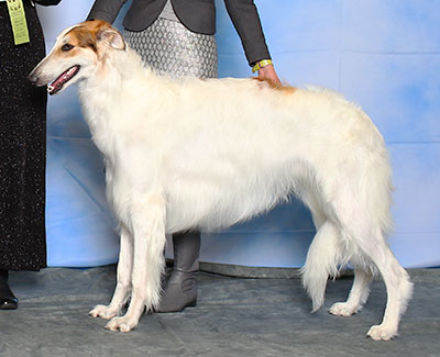 2015 Futurity Dog, 12 months and under 15 - 3rd