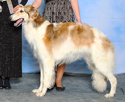 2015 Futurity Dog, 12 months and under 15 - 4th