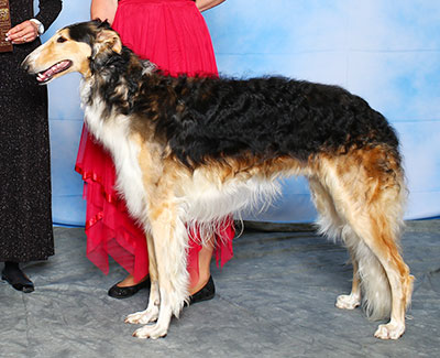2015 Futurity Dog, 15 months and under 18 - 2nd