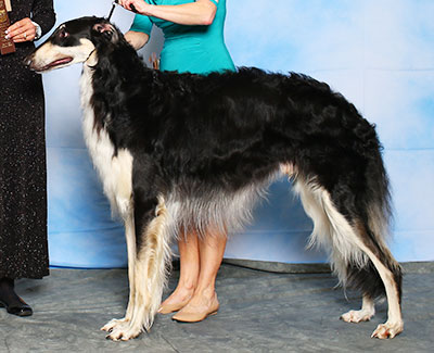 2015 Futurity Dog, 18 months and under 21 - 2nd