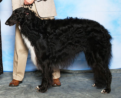2015 Futurity Dog, 21 months and under 24 - 3rd