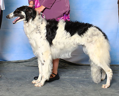 2015 Puppy Sweepstakes Bitch, 12 months and under 15 - 1st