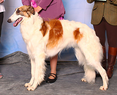 2015 Puppy Sweepstakes Dog, 15 months and under 18 - 3rd