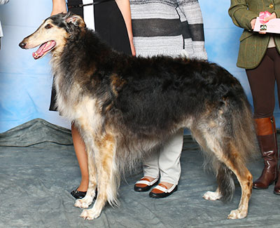2015 Veteran Sweepstakes Dog, 9 years and under 10 - 1st