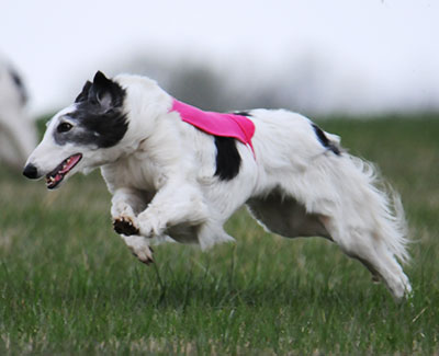 2016 AKC Lure Coursing Open B 2nd