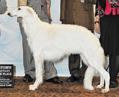 2016 Bitch, Bred by Exhibitor - 2nd