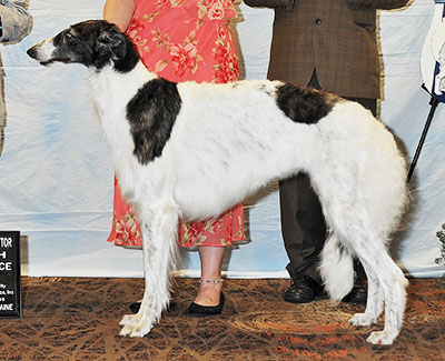 2016 Bitch, Bred by Exhibitor - 3rd