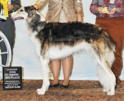 2016 Dog, 12 months and under 18 - 3rd