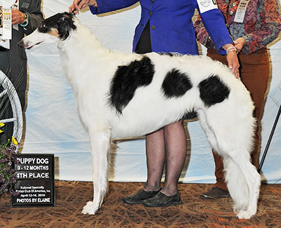 2016 Futurity Dog, 9 months and under 12 - 3rd