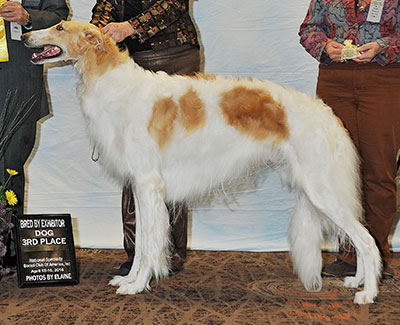 2016 Dog, Bred by Exhibitor - 3rd