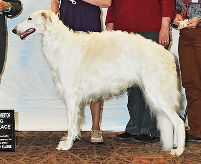 2016 Dog, Bred by Exhibitor - 4th
