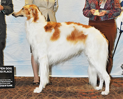 2016 Dog, Open - 3rd
