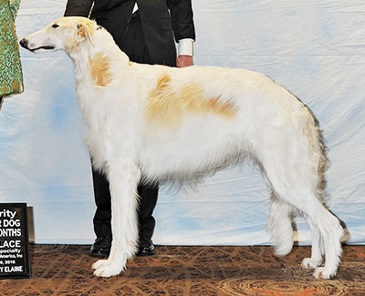 2016 Futurity Dog, 12 months and under 15 - 4th