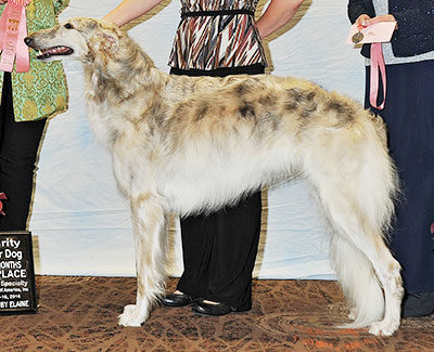 2016 Futurity Dog, 18 months and under 21 - 1st