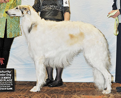 2016 Futurity Dog, 18 months and under 21 - 3rd
