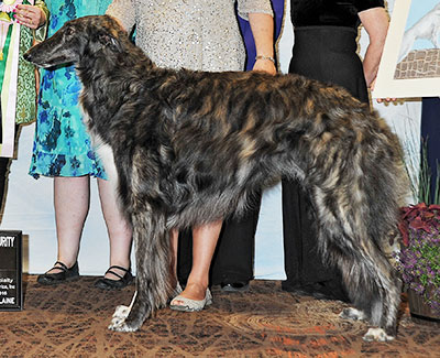 2016 Futurity Dog, 21 months and under 24 - 1st