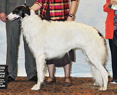 2016 Futurity Dog, 15 months and under 18 - 2nd