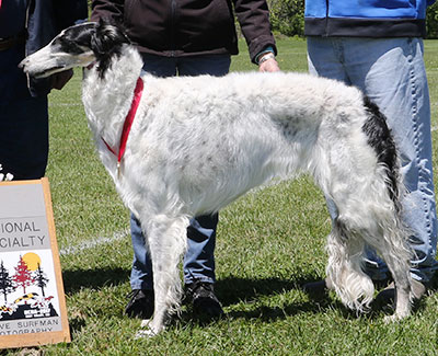 2017 AKC Lure Coursing Special 2nd