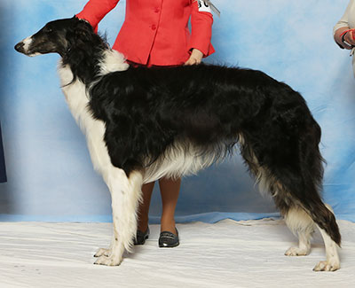 2017 Dog, 12 months and under 18 - 2nd