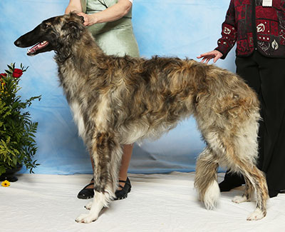 2017 Futurity Dog, 9 months and under 12 - 4th