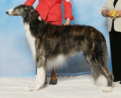 2017 Dog, Bred by Exhibitor - 3rd