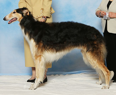 2017 Dog, Bred by Exhibitor - 4th