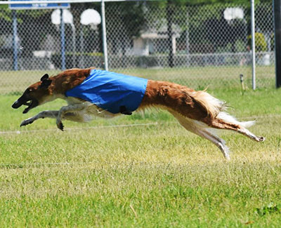 2018 AKC Lure Coursing Special 3rd