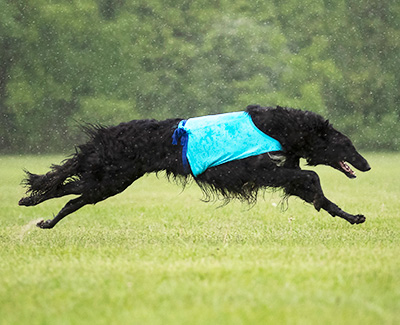 2019 AKC Lure Coursing Special 1st
