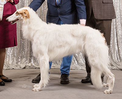 2019 Bitch, Bred by Exhibitor - 4th