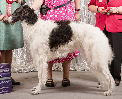 2019 Dog, Bred by Exhibitor - 2nd