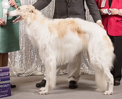 2019 Dog, Bred by Exhibitor - 4th