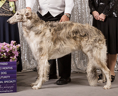 2019 Futurity Dog, 9 months and under 12 - 3rd