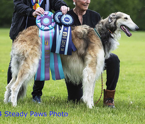 2019 AKC Lure Coursing Special 2nd
