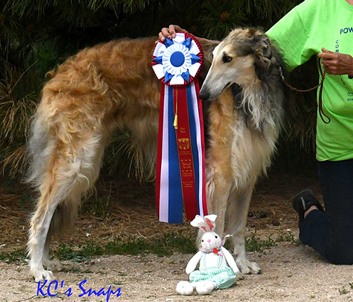 2019 Best in Power Paws Competition