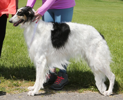 2021 AKC Lure Coursing Special 4th