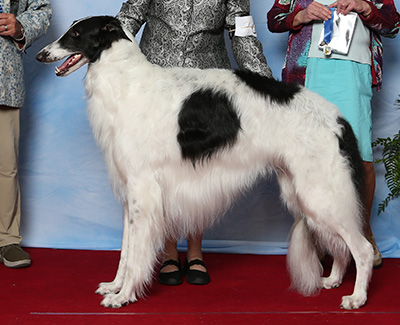 2021 Dog, Bred by Exhibitor - 1st