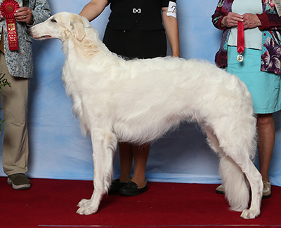 2021 Dog, Bred by Exhibitor - 2nd