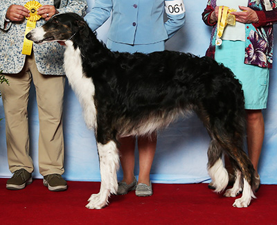 2021 Futurity Dog, 15 months and under 18 - 2nd