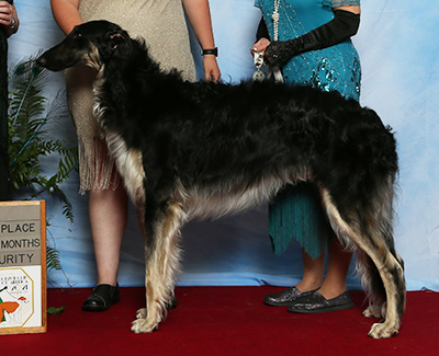 2021 Futurity Dog, 15 months and under 18 - 4th