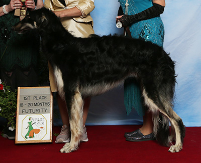 2021 Futurity Dog, 18 months and under 21 - 2nd