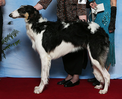2021 Futurity Dog, 6 months and under 9 - 4th