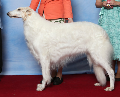 2021 Veteran Sweepstakes Dog, 9 years and under 10 - 1st